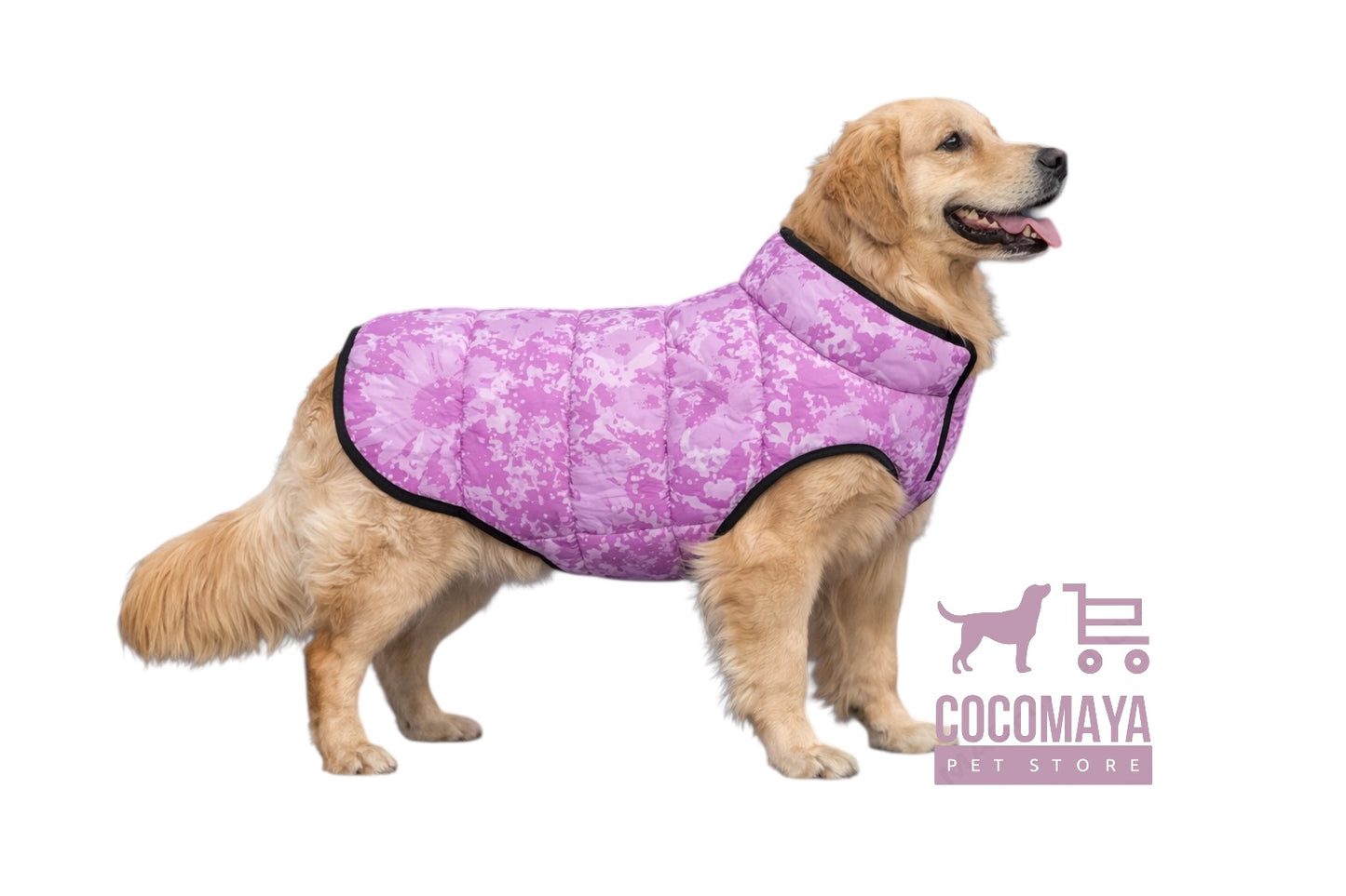 Dog Wearing Cutest Jacket
