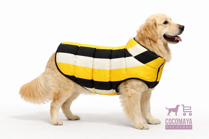 cocomaya dog wearing jacket
