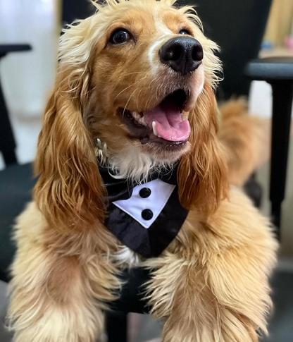 Dog Bow Tie Tuxedo Suit